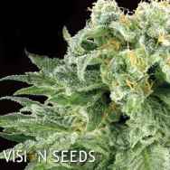 Vision Seeds Bubble Yum